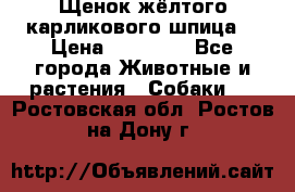 Щенок жёлтого карликового шпица  › Цена ­ 50 000 - Все города Животные и растения » Собаки   . Ростовская обл.,Ростов-на-Дону г.